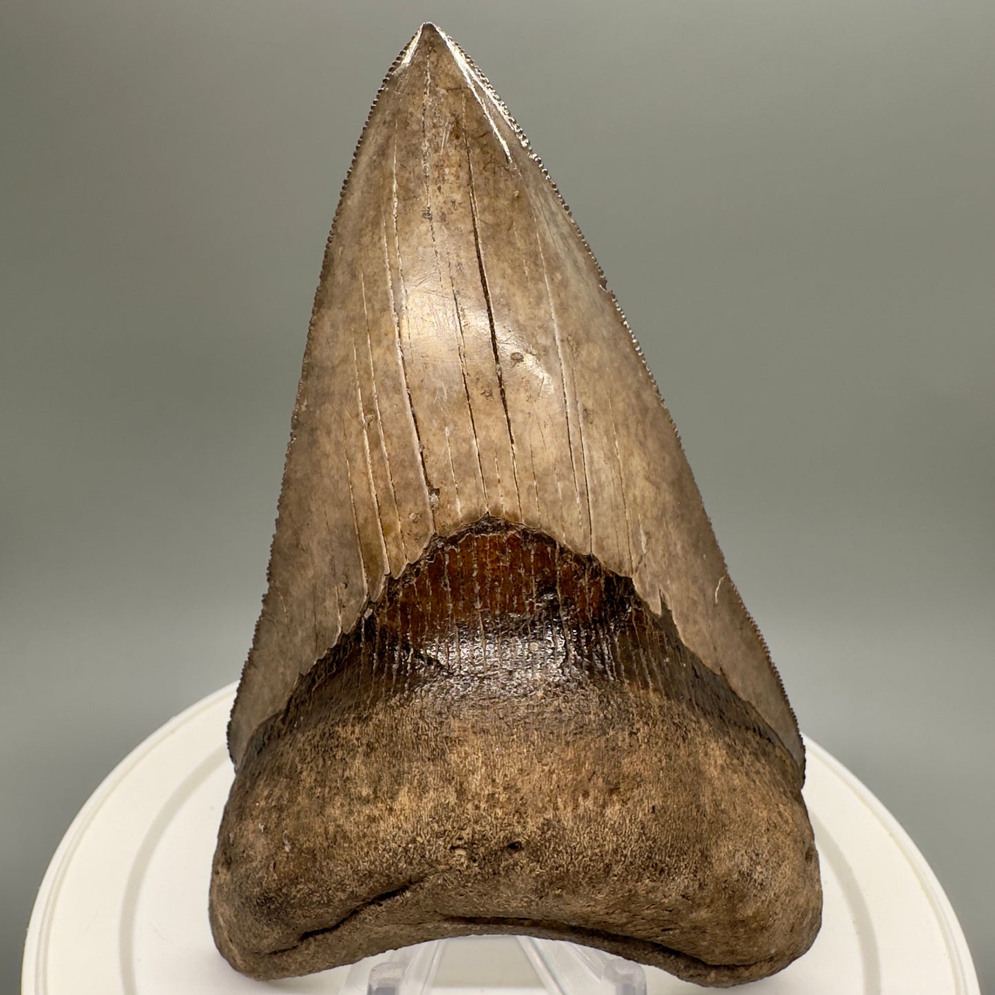 Amazing prints, lower 4.61" Fossil Megalodon Tooth from Georgia MJ188 - Front up