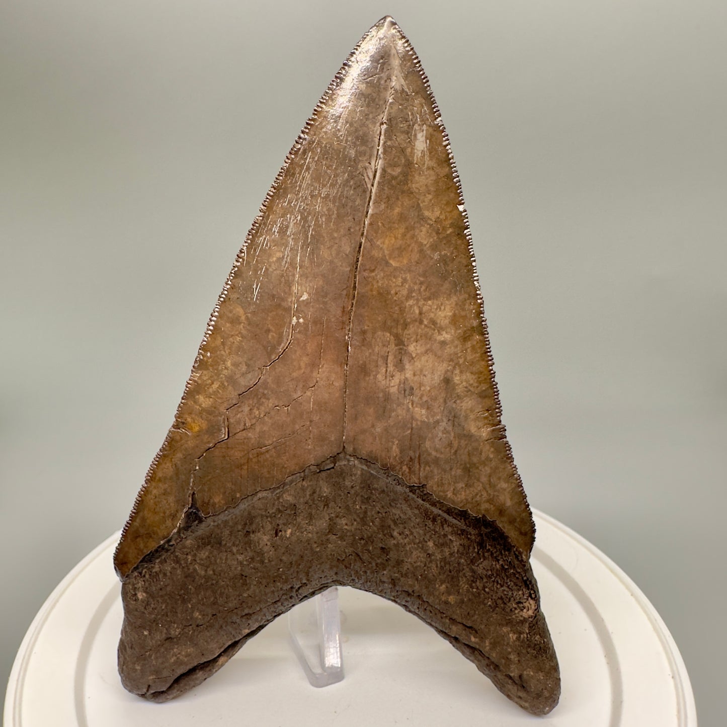 Amazing prints, lower 4.61" Fossil Megalodon Tooth from Georgia MJ188 - Back