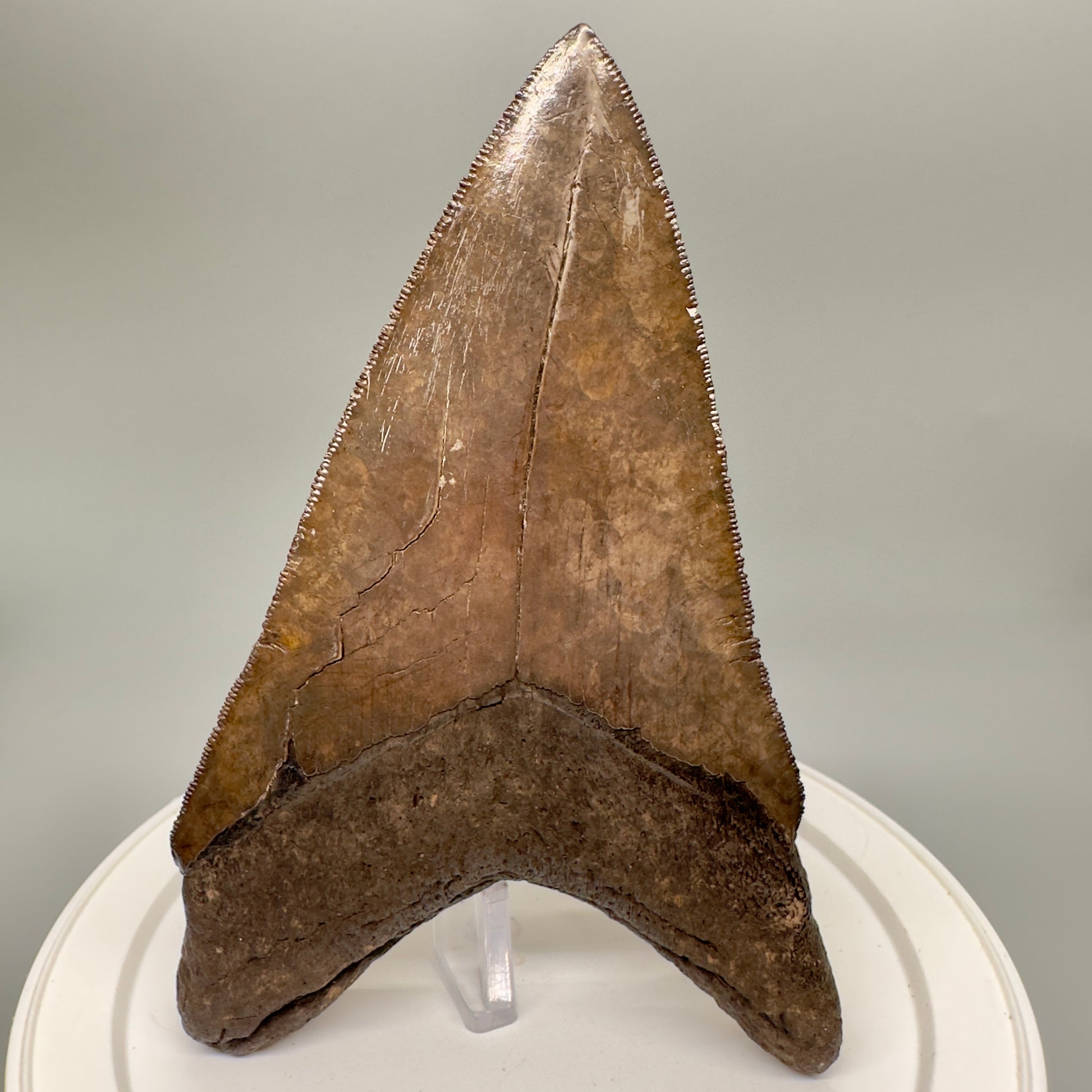 Amazing prints, lower 4.61" Fossil Megalodon Tooth from Georgia MJ188 - Back