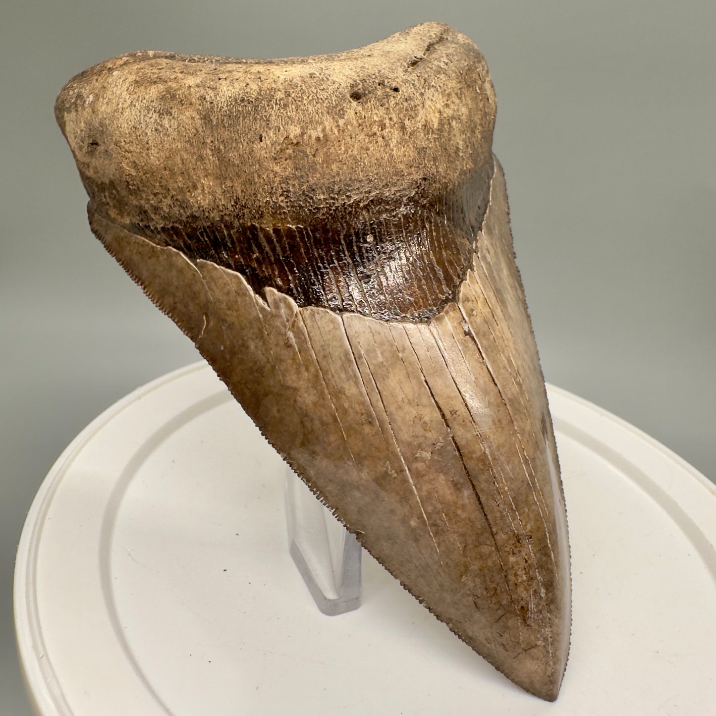 Amazing prints, lower 4.61" Fossil Megalodon Tooth from Georgia MJ188 - Front Left