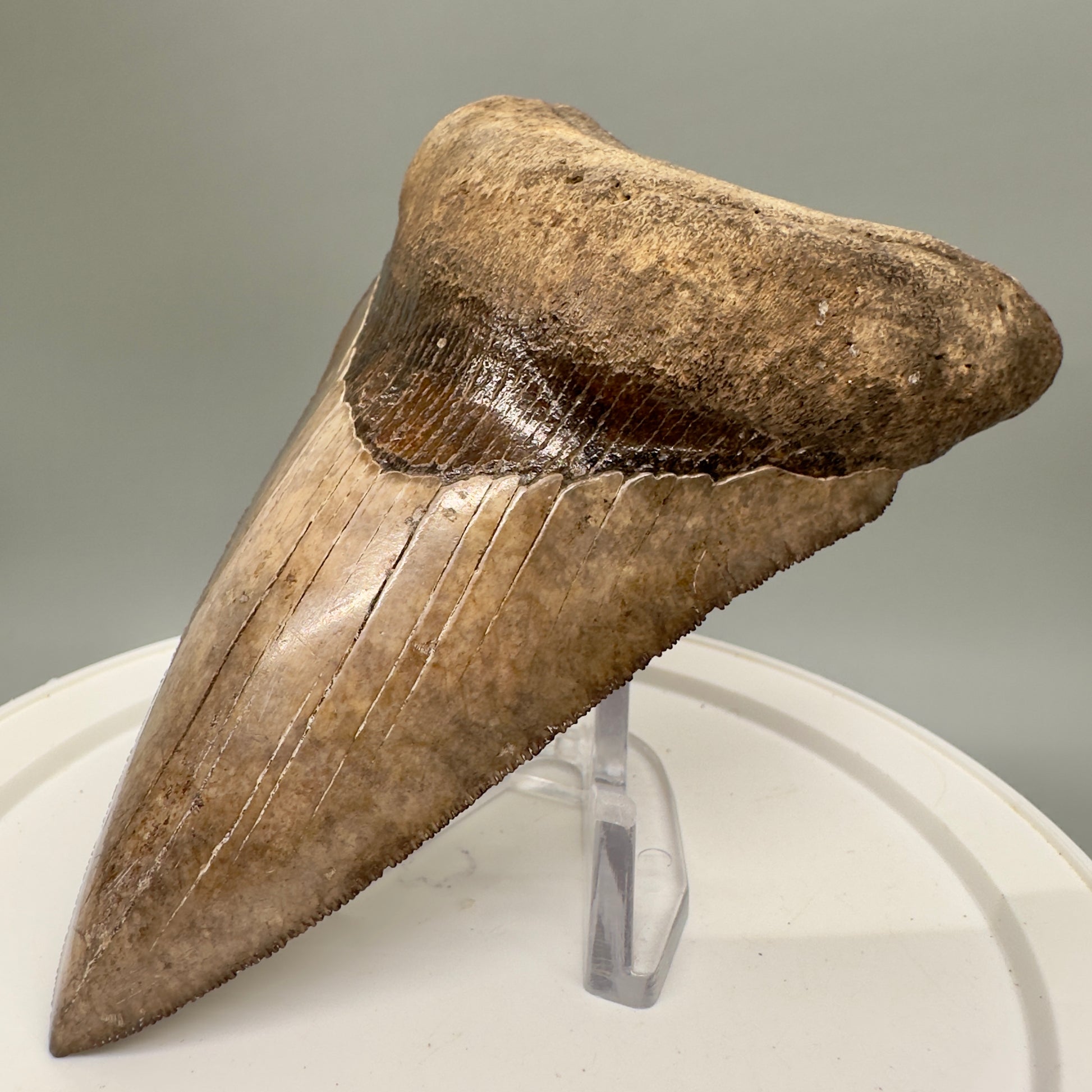 Amazing prints, lower 4.61" Fossil Megalodon Tooth from Georgia MJ188 - Front Right
