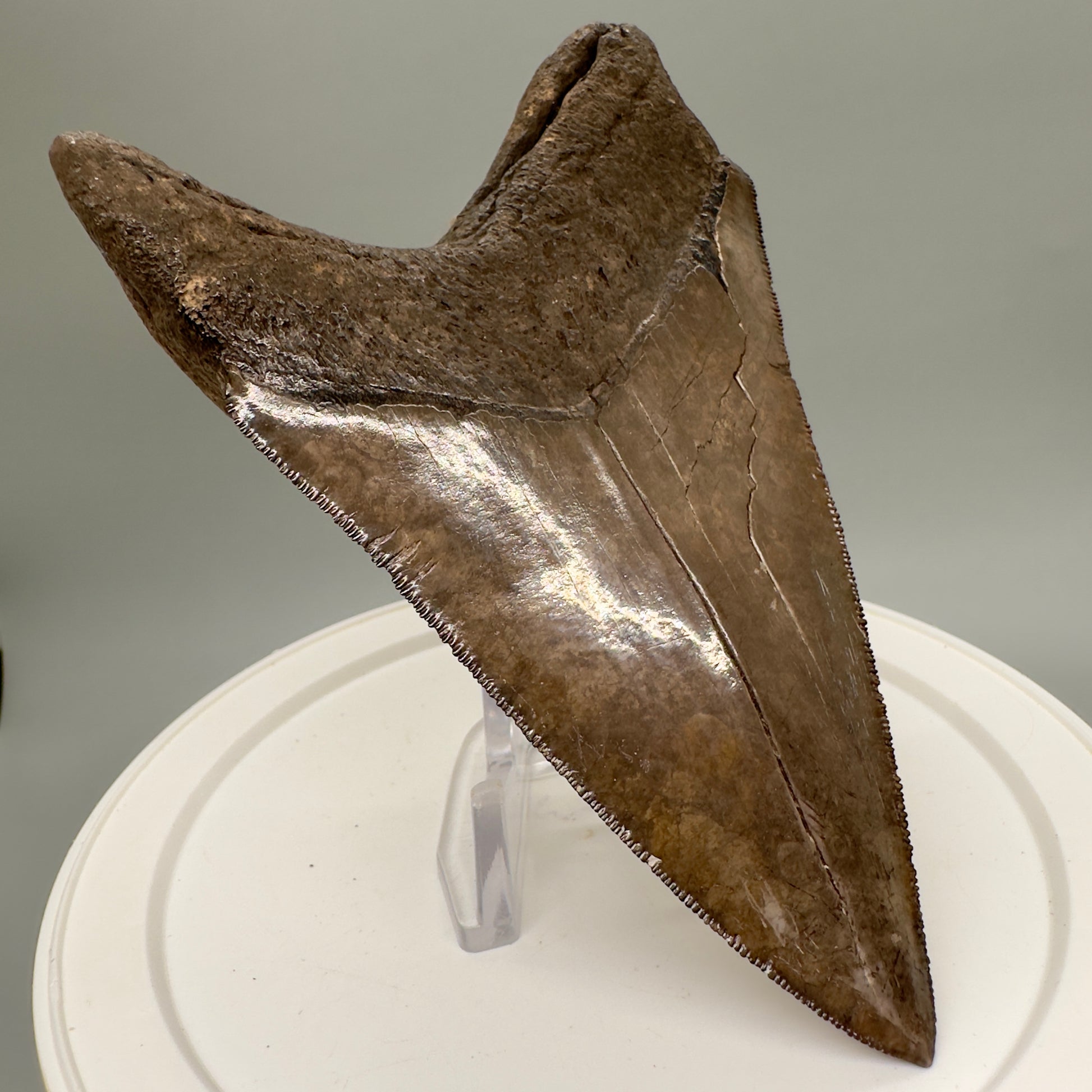 Amazing prints, lower 4.61" Fossil Megalodon Tooth from Georgia MJ188 - Back Left