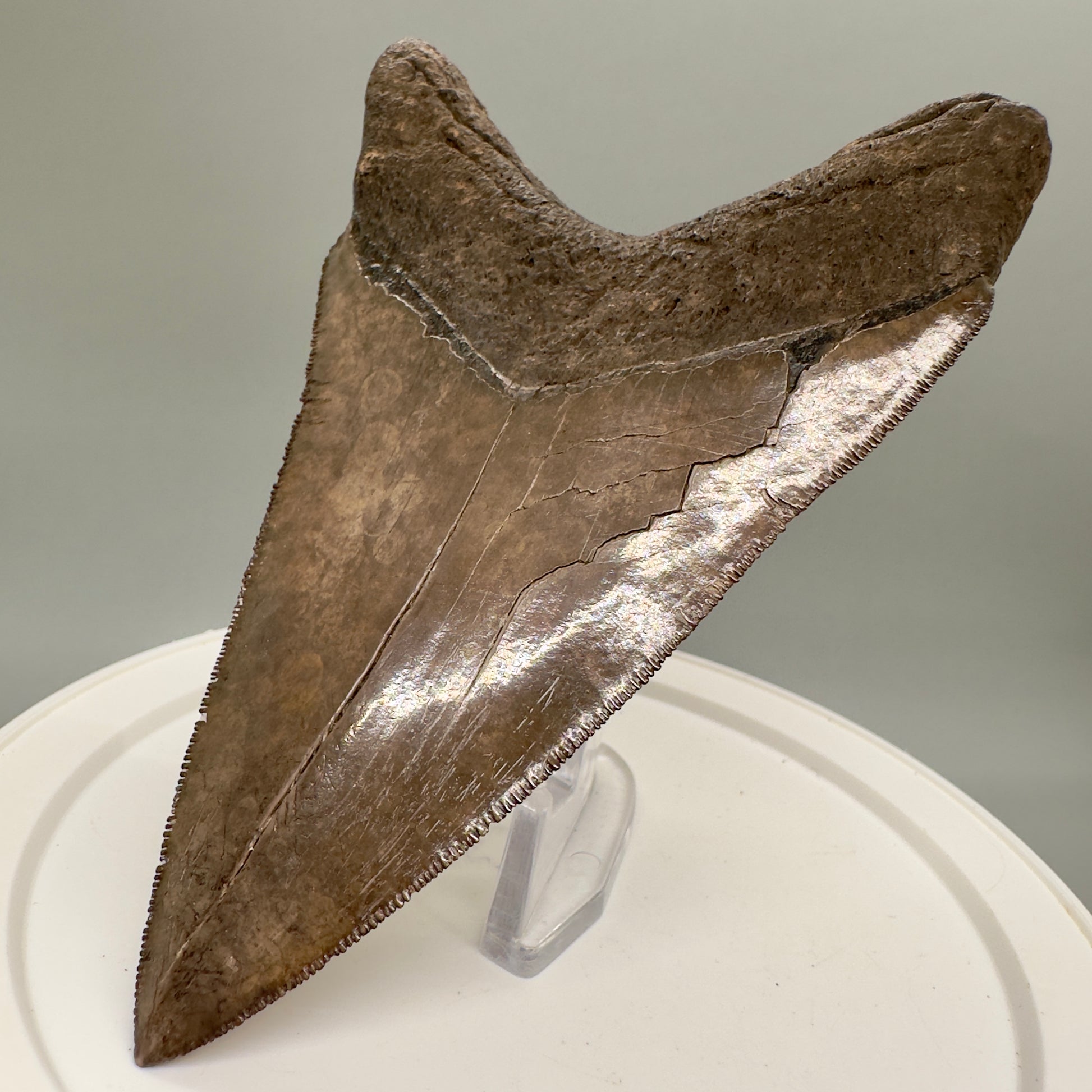 Amazing prints, lower 4.61" Fossil Megalodon Tooth from Georgia MJ188 - Back Right
