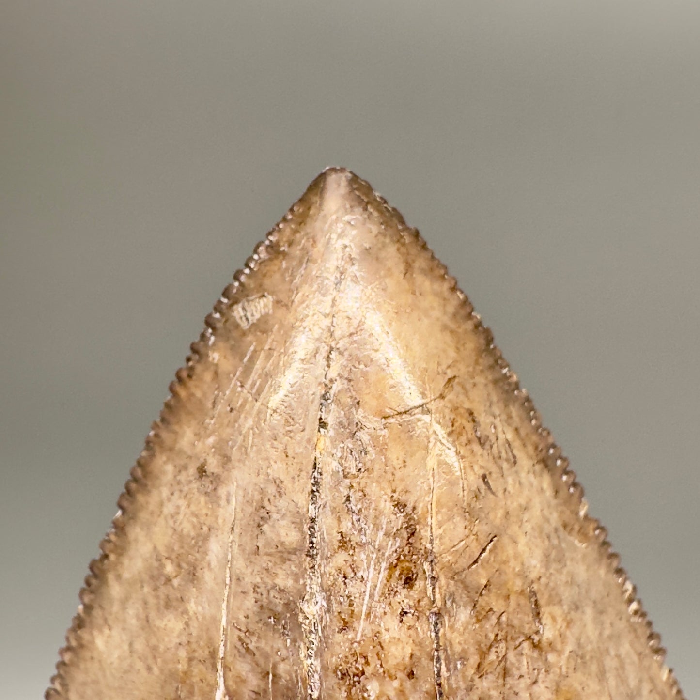 Amazing prints, lower 4.61" Fossil Megalodon Tooth from Georgia MJ188 - Front tip