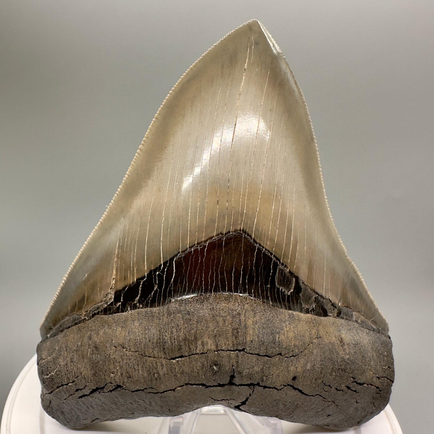 High Quality, beauty 5.07" Fossil Megalodon Tooth - South Carolina MJ189 - Front
