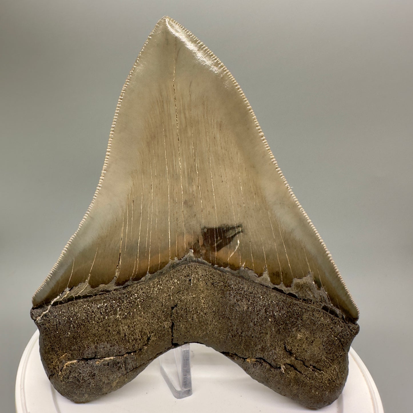 High Quality, beauty 5.07" Fossil Megalodon Tooth - South Carolina MJ189 - Back 