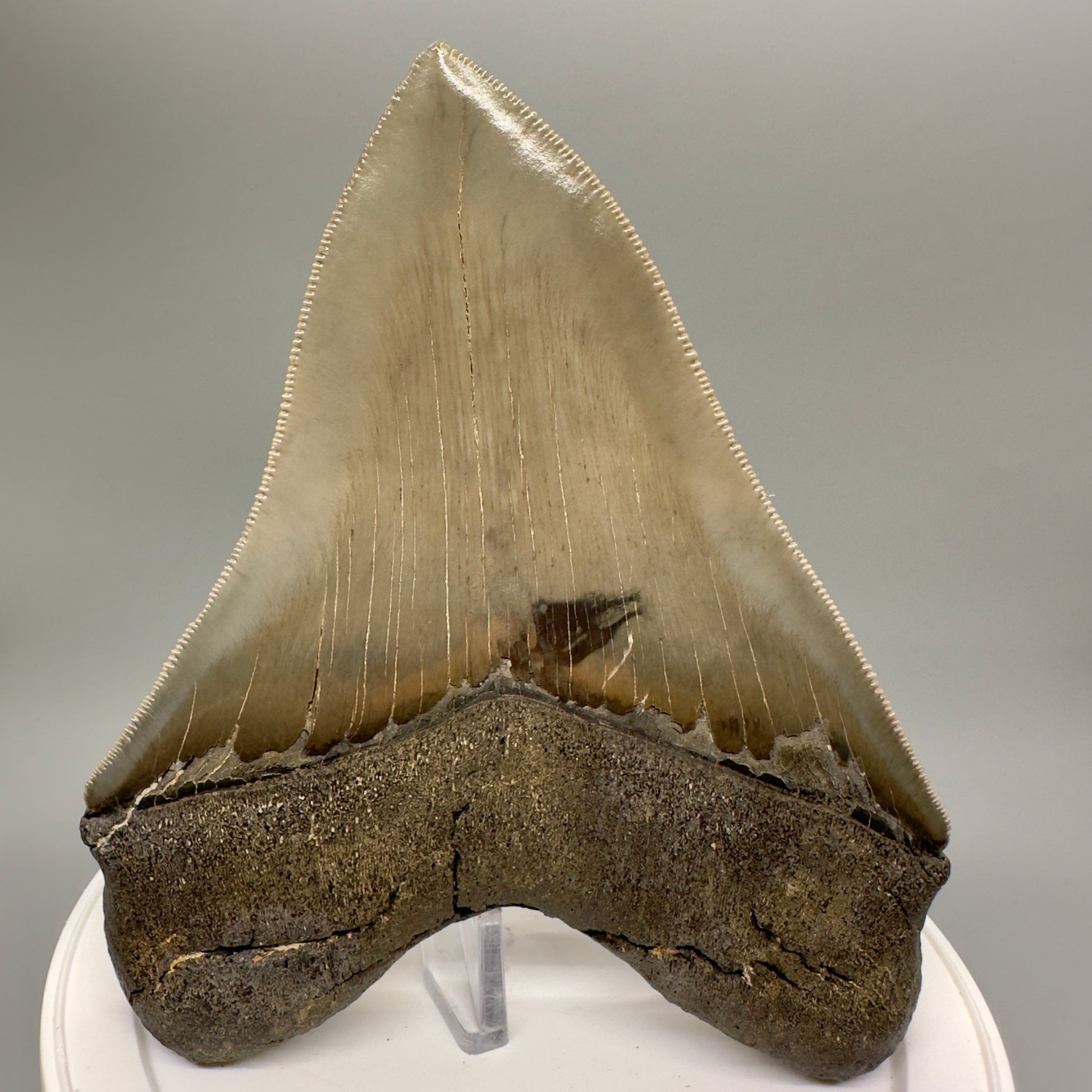 High Quality, beauty 5.07" Fossil Megalodon Tooth - South Carolina MJ189 - Back 