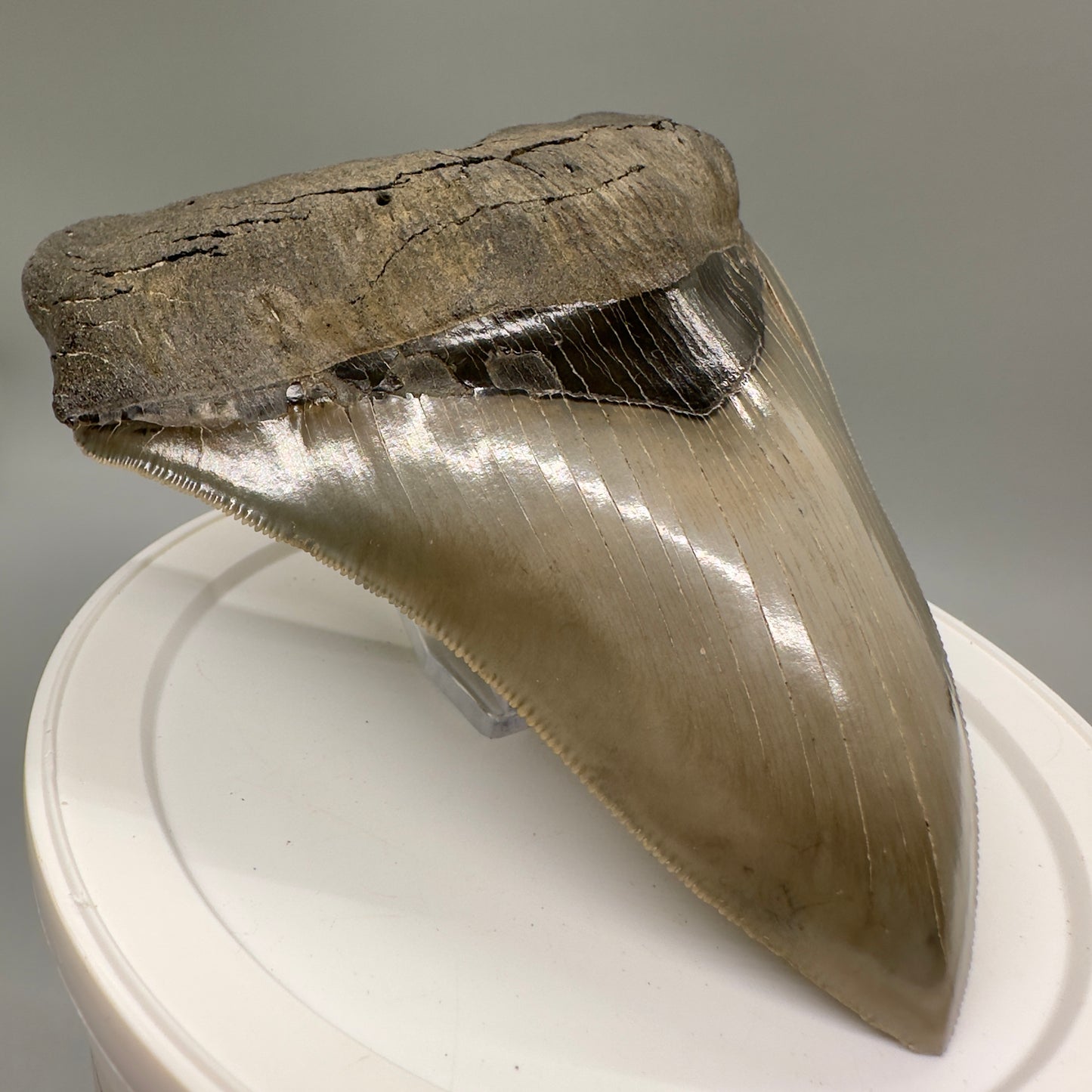 High Quality, beauty 5.07" Fossil Megalodon Tooth - South Carolina MJ189 - Front Left