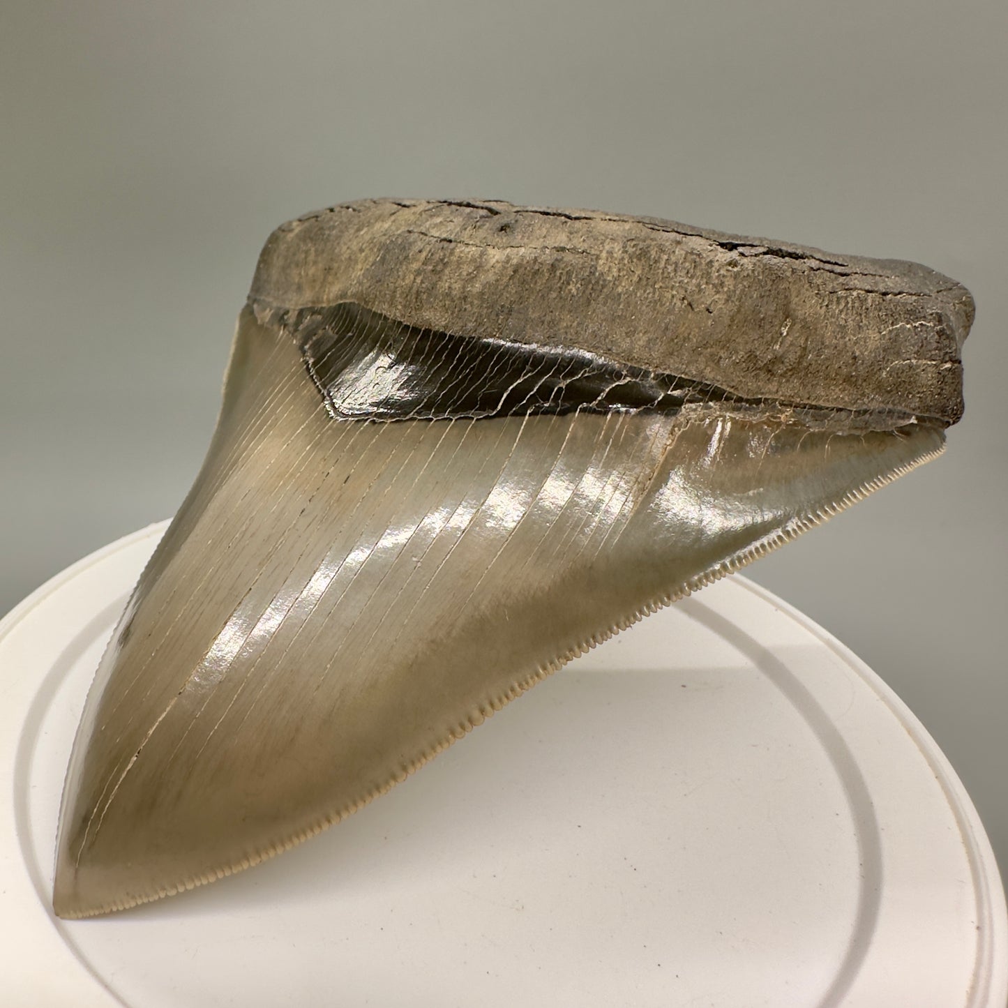 High Quality, beauty 5.07" Fossil Megalodon Tooth - South Carolina MJ189 - Front Right
