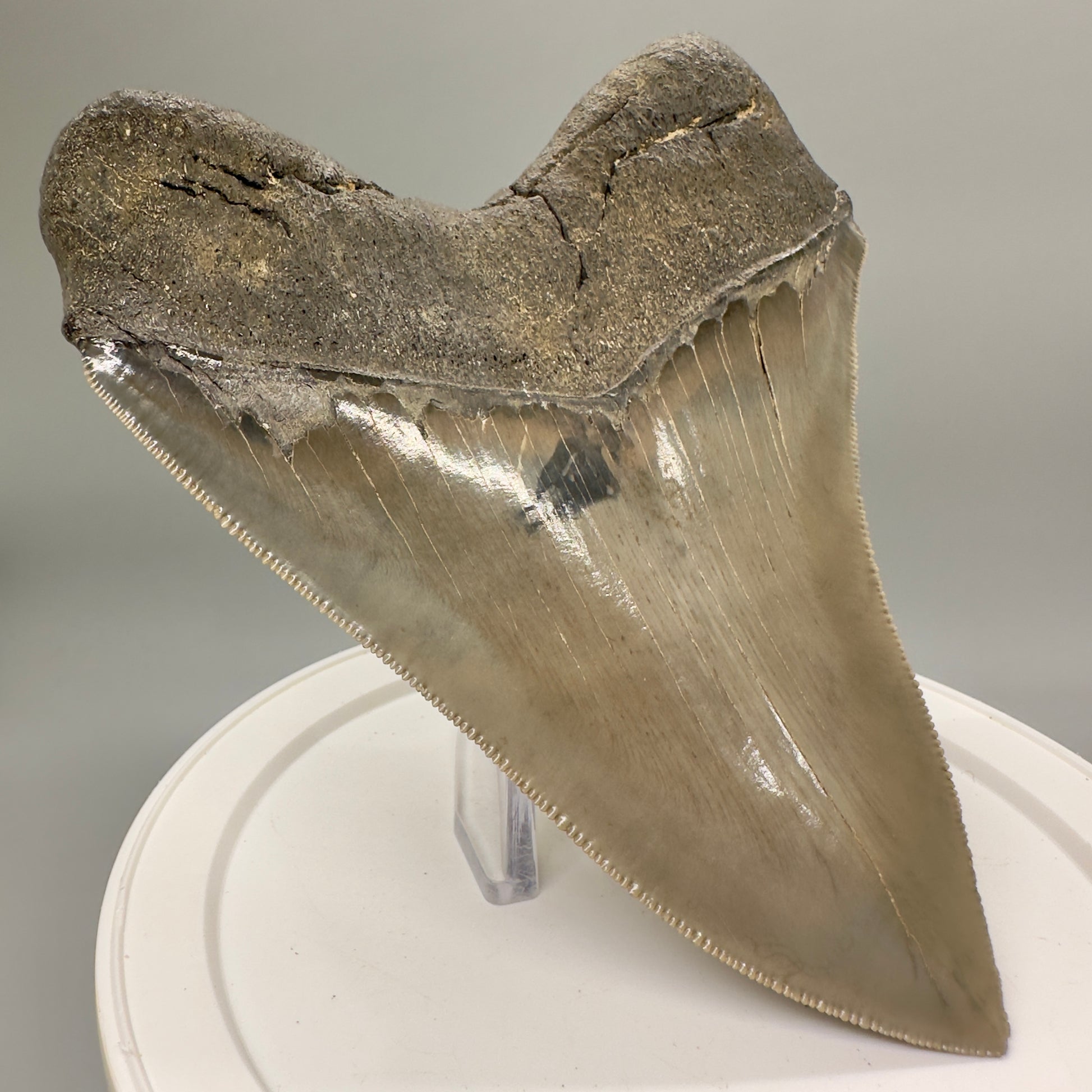 High Quality, beauty 5.07" Fossil Megalodon Tooth - South Carolina MJ189 - Back Left