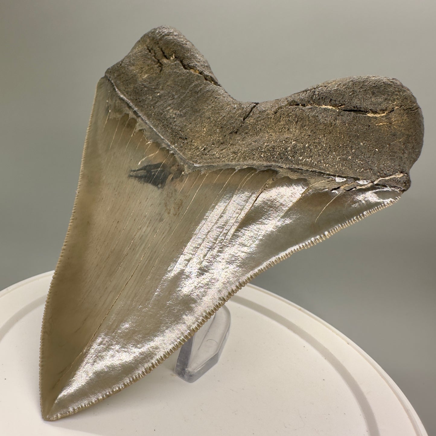 High Quality, beauty 5.07" Fossil Megalodon Tooth - South Carolina MJ189 - Back Right