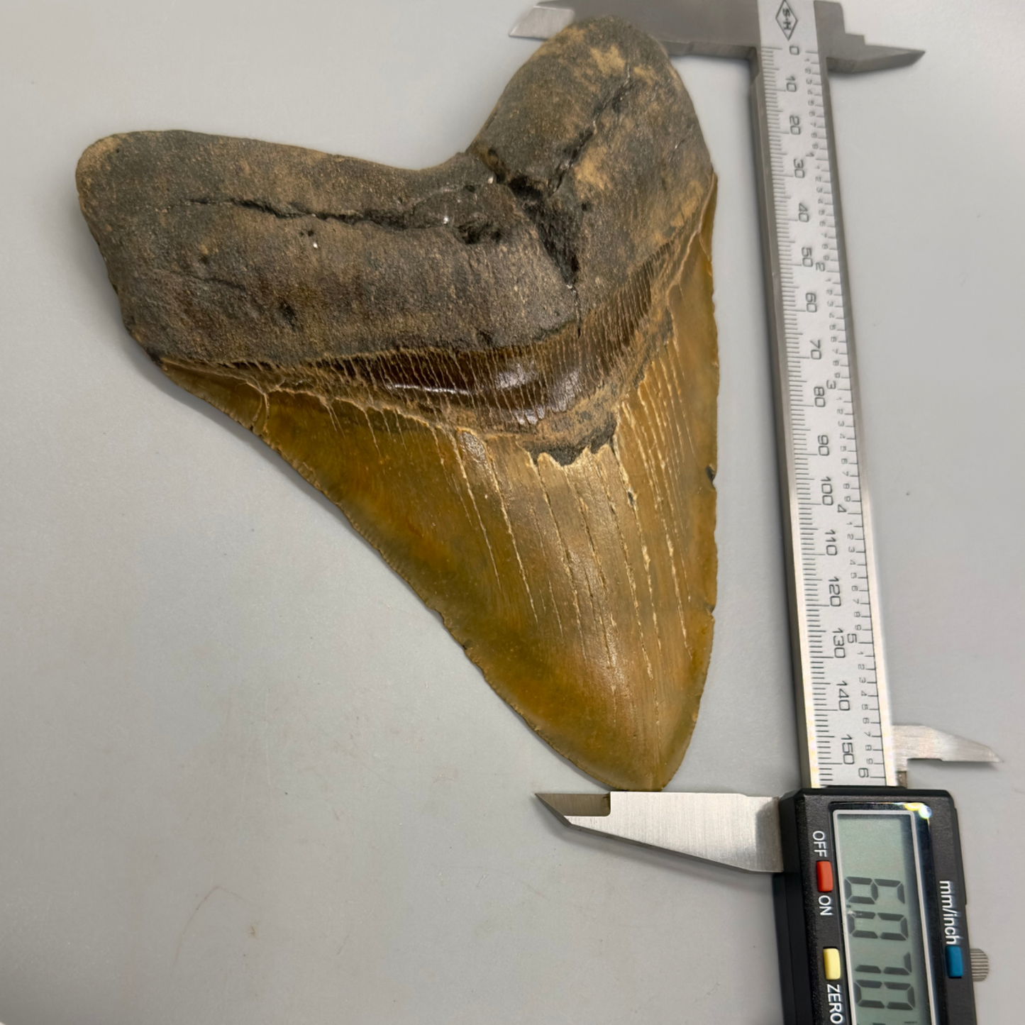 EXTRA LARGE 6.07" Fossil Megalodon Tooth - Wilmington North Carolina