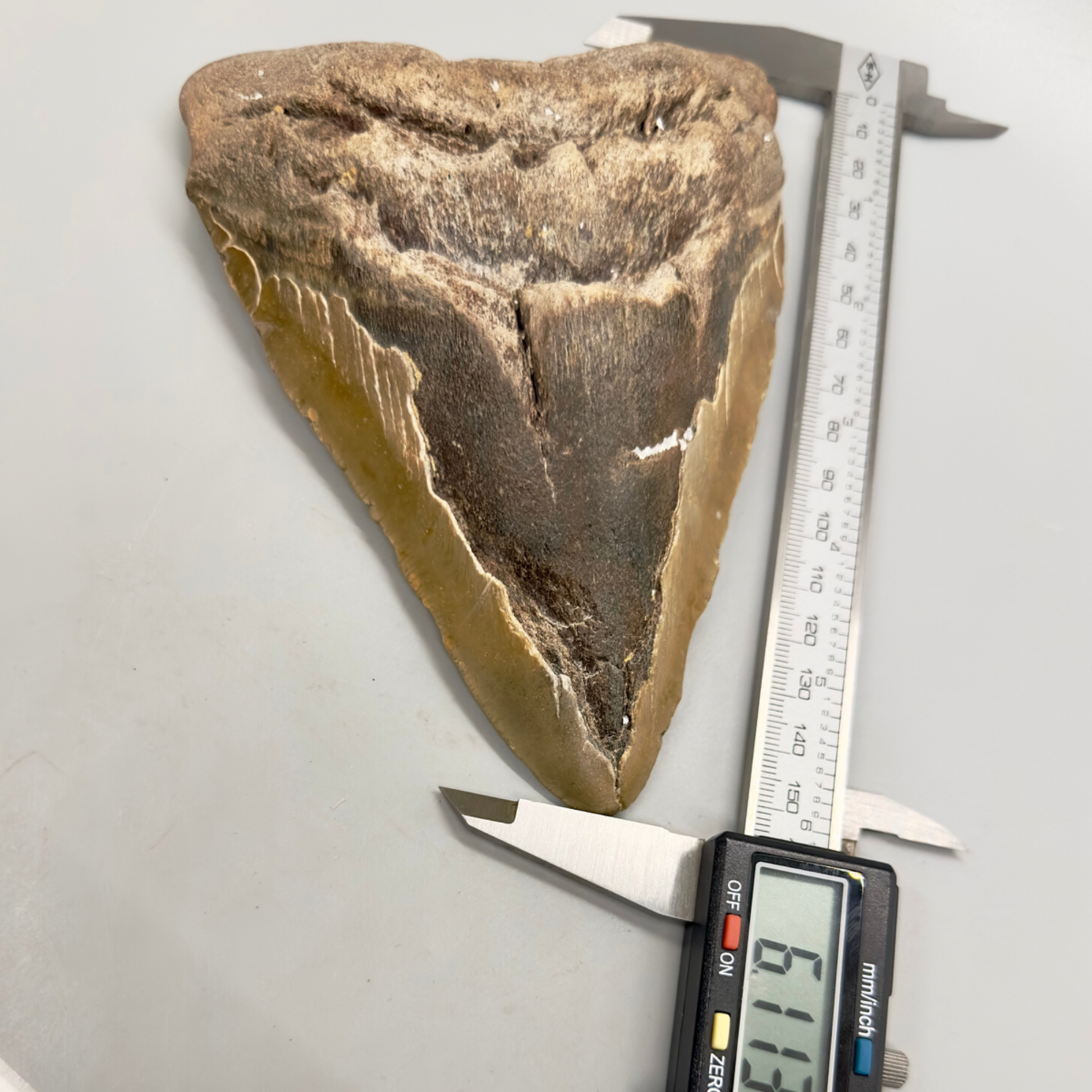 EXTRA LARGE, affordable 6.11" Megalodon Fossil - Wilmington North Carolina MJ129 - Front with caliper